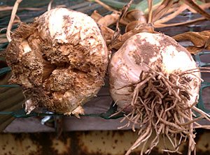 nematode infected garlic and healthy garlic