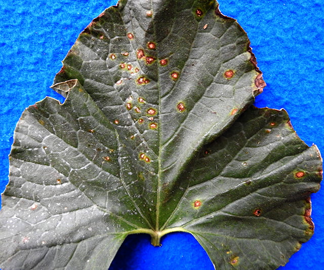 symptoms on a leaf