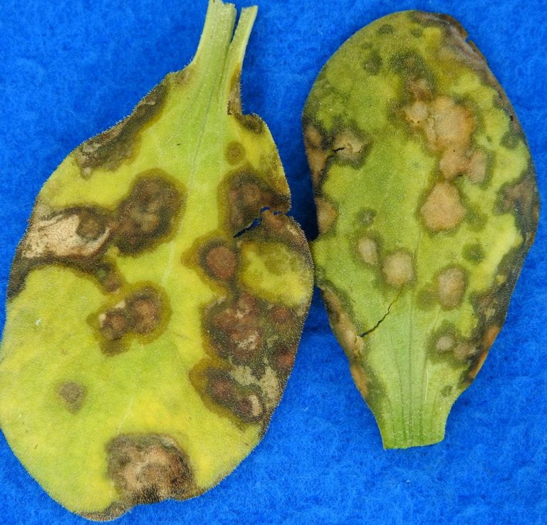 Angular leaf spot on cucurbit leaves
