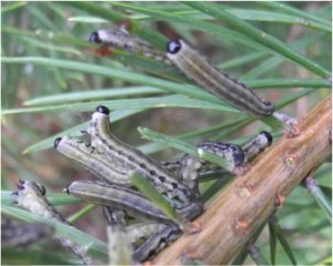 European pine sawfly group