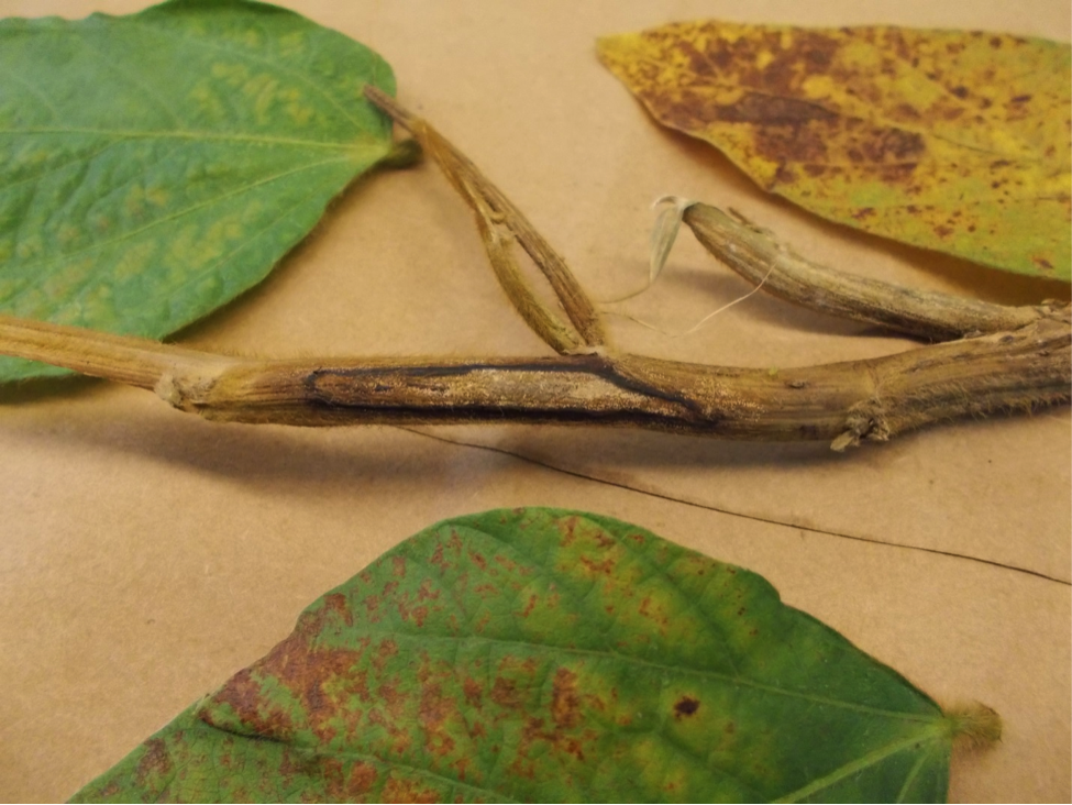 Figure 1.  Canker on stem, and inter-veinal discoloration of leaves above the canker caused by northern stem canker. Photo by Jaime Cummings.