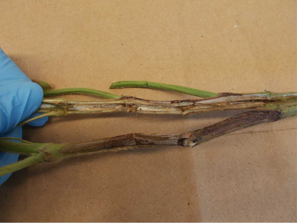 Figure 2. Internal and external stem symptoms caused by northern stem canker. Photo by Jaime Cummings. 