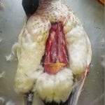 breasted duck