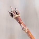Slender, shiny, and warm brown twig with conical, sharp-pointed, brown buds at the end 