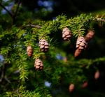 Branch of a hemlock tree covered with short green needles and small little ball-like cones