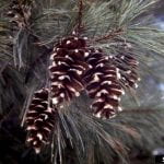 Branch of a white pine tree with light green feathery needles and long narrow cones
