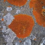 Elegant sunburst lichen - Bright rust colored circle on growing rockface