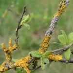 bright rust colored coating on the branch of a plum or cherry tree with green leaves