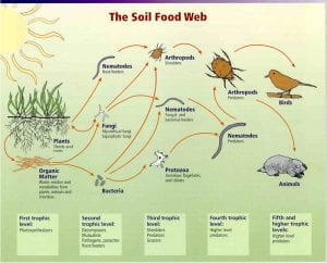 Soil food web showing five trophic levels starting with plants and organic matter working through soil microbes, fungi, arthropods i.e. mites and insects) to small mammals and birds