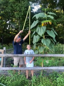 Boy standing in front of a sunflower as a man using a tape measure to measure it