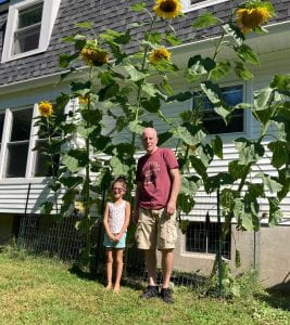 Small child and gradfaterh standing in front of towering sunflowers!
