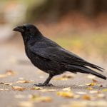 Crow standin on the ground that is scatterd with fallen yellow leaves.
