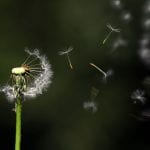 Dandelion head with seeds blowing in the wind