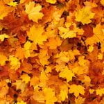 Photo of the ground completely covered with yellow maple leaves