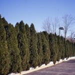 A row of 15 foot tall narrow conical arborvitae on the edge of a parking lot.