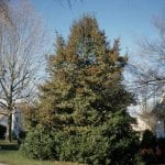 A 30 foot conical shaped holly tree in a suburban neighborhood