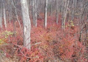 Forested Area infested with barberry