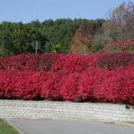 Bright red hedge of buring bush