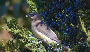 Photo of brown gray bird with faint black mask and yellow tipped tail feathers (Cedar Waxwing Juvenille) wating the blue berries of an Eastern Red Cedar Tree