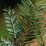 A close up of the needles of a hemlock tree showing the two white stripes on the underside of the needles