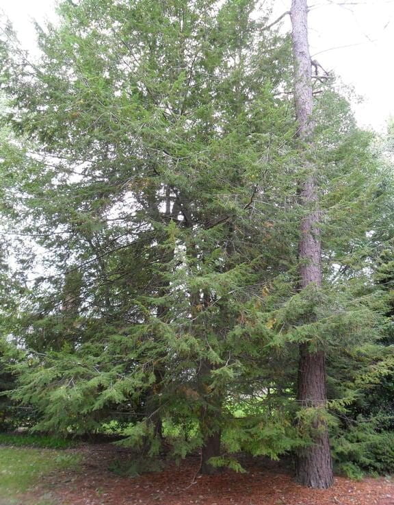 A 30-40 foot eastern hemlock tree