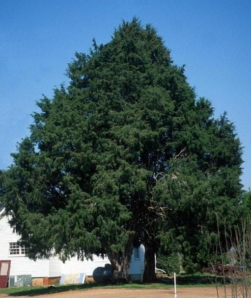 A 40 foot eastern red cedar tree next to a house