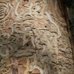 Galleries left by emerald ash borer larvae located just nderneath the bark