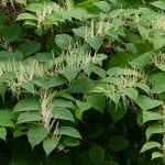Japanese knotweed with strands of spikey white pflowers growing allong the stems.
