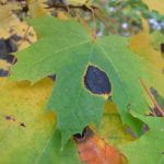 Large five lobed leaf of a Norway maple with a very large black spot