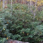 A group of rhododendrons growing at the edge of a forest