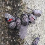 Several spotted lanternfly adults and an egg mass