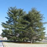 Two %0 foot white pine trees aon the side of a road in a residentail area