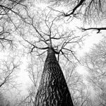 Photo: Looking up the trunk of a tall tree with no leaves