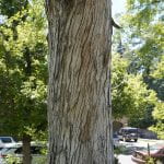 Photo: Bark of a silver maple tree