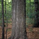 Photo: Base of a sugar maple tree 