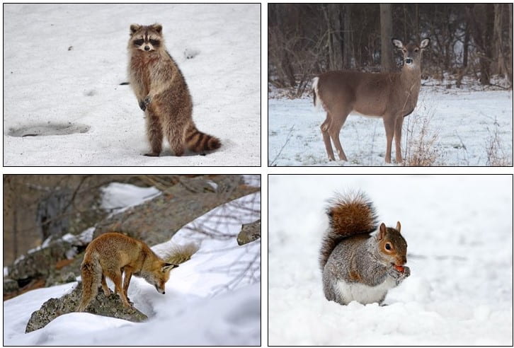 Photos of a raccoon, white-tailed deer, red fox and gray squirrel