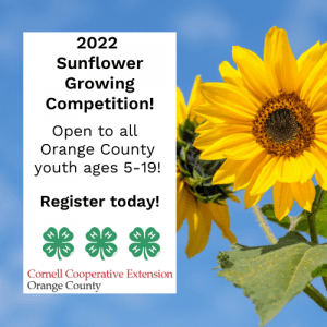 2022 Sunflower Growing COmpetition, Open to all Orange COunty youth ages 5-19!, Register today!