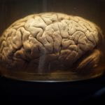 The Wilder Brain Collection, department of Psychology (PSYCH).