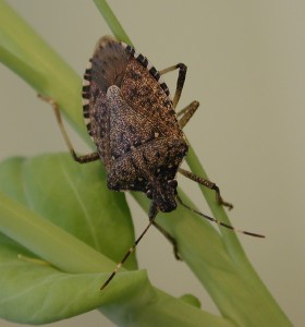 Brown Marmorated Stink Bug adult