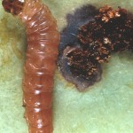 Codling moth larva