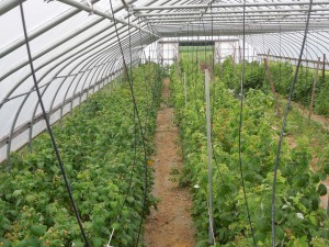 View of drop tubes alongside rows of raspberries in high tunnel