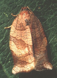Obliquebanded leafroller adult