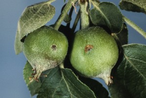 Plum curculio oviposition damage to apple fruitlets