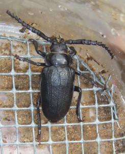 Prionus Beetles captured in pitfall trap
