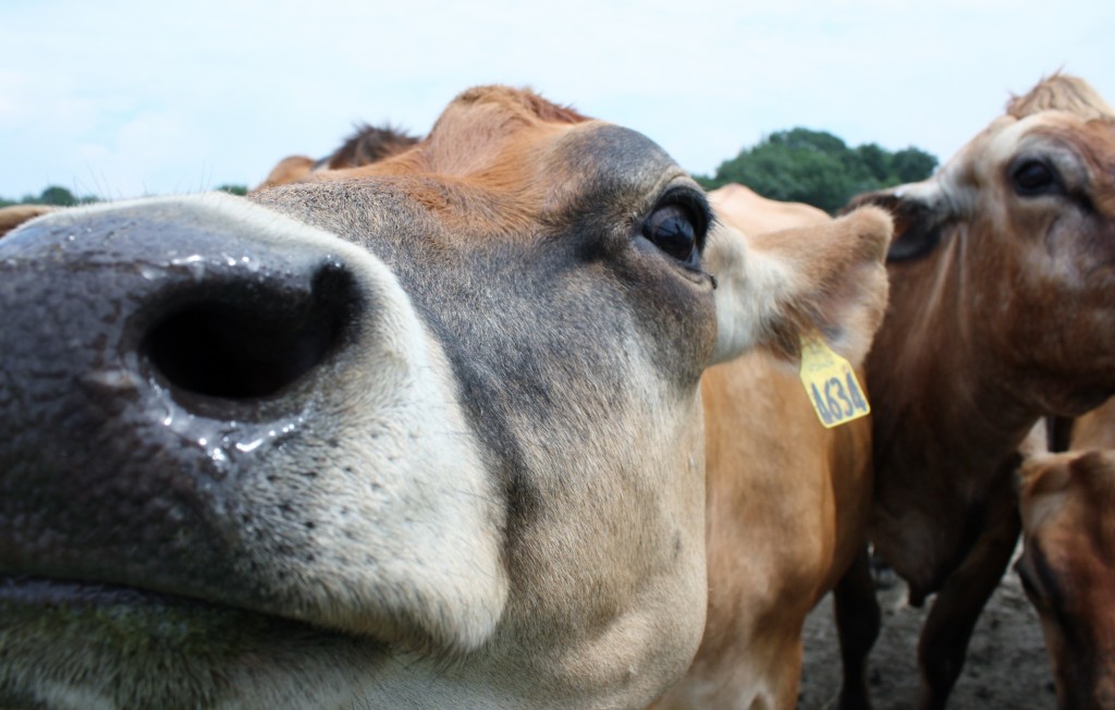 close up cow nose