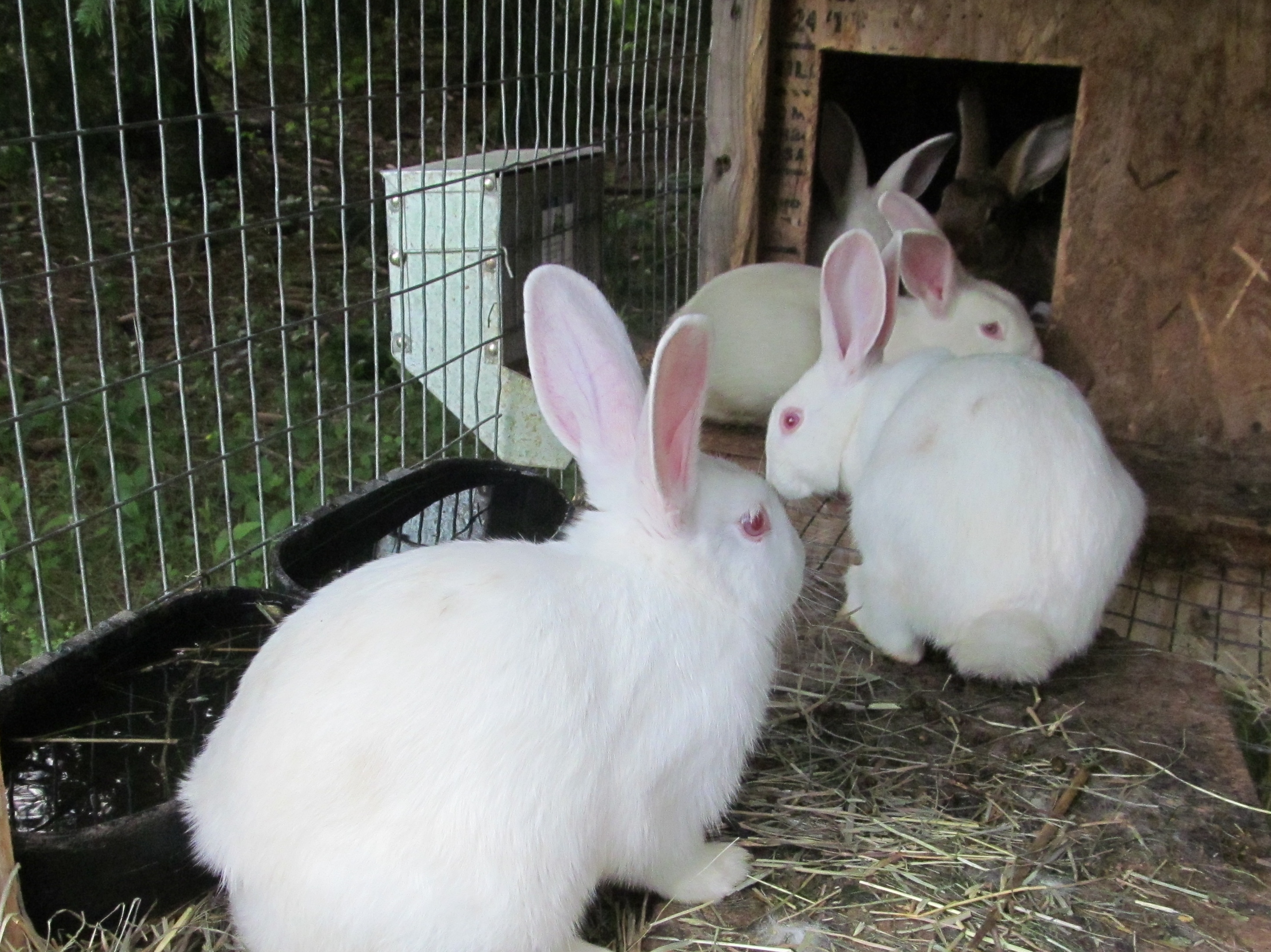 raising rabbits to eat