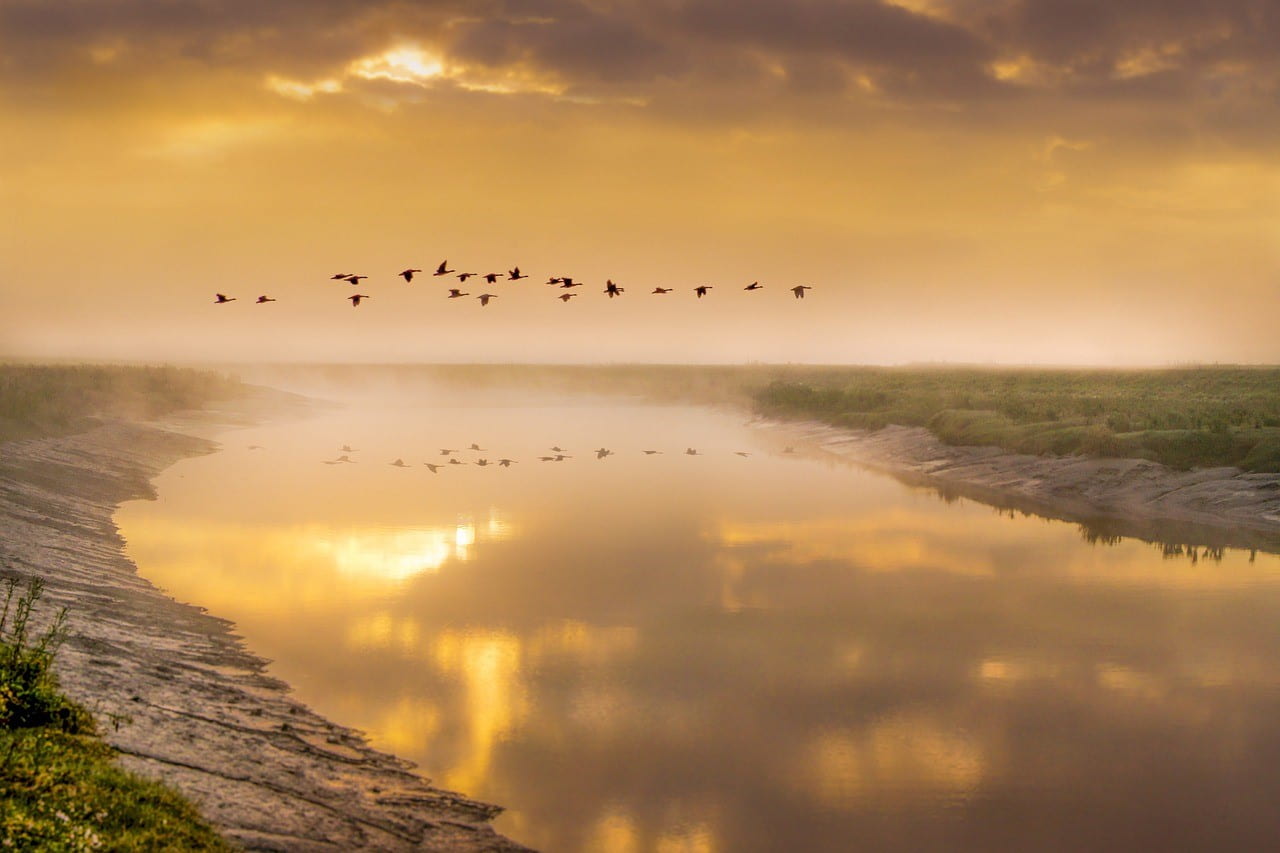 Photo is of migrating waterfowl flying over a stream at sunset.