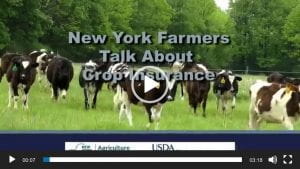 Thumbnail for New York crop insurance testimonial compilation video.