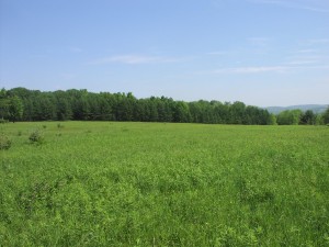 Potential Grassland Site
