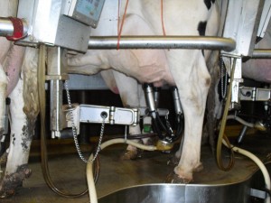Cow hooked up to the milking machine.